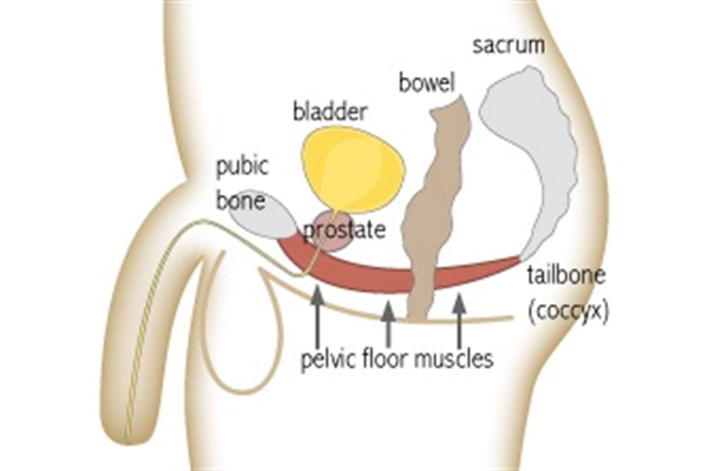 Pelvic Floor Muscle Training