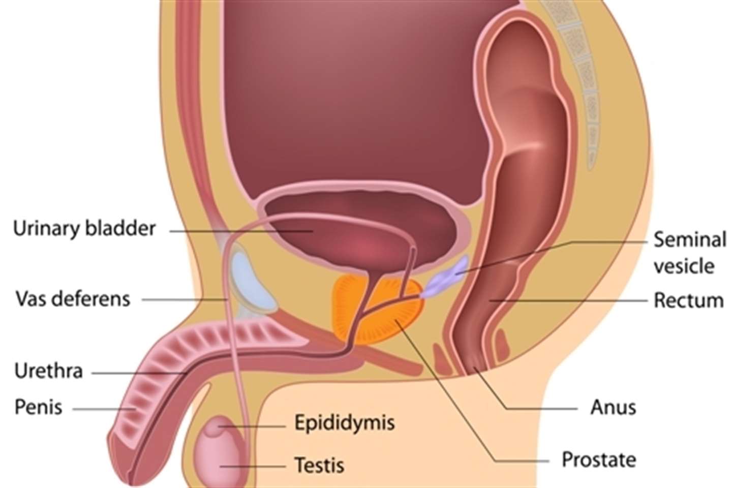 Location of Prostate 