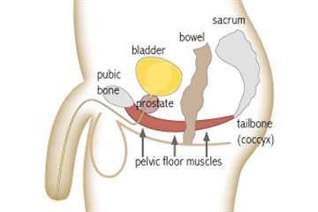 Pelvic Floor Muscle Exercises